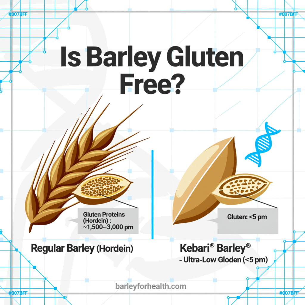 Infographic comparing regular barley and Kebari® ultra-low-gluten barley, showing gluten levels and grain structure to illustrate the answer to “Is barley gluten free?”.